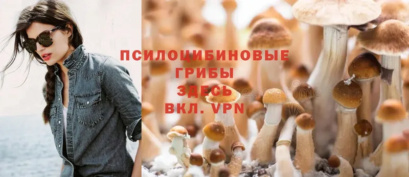 Галлюциногенные грибы Psilocybine cubensis  Кострома 